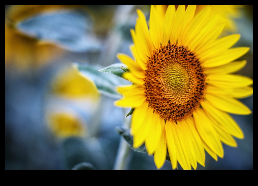 Beyond Autofocus: Mastering Manual Focus for Artistic Photography